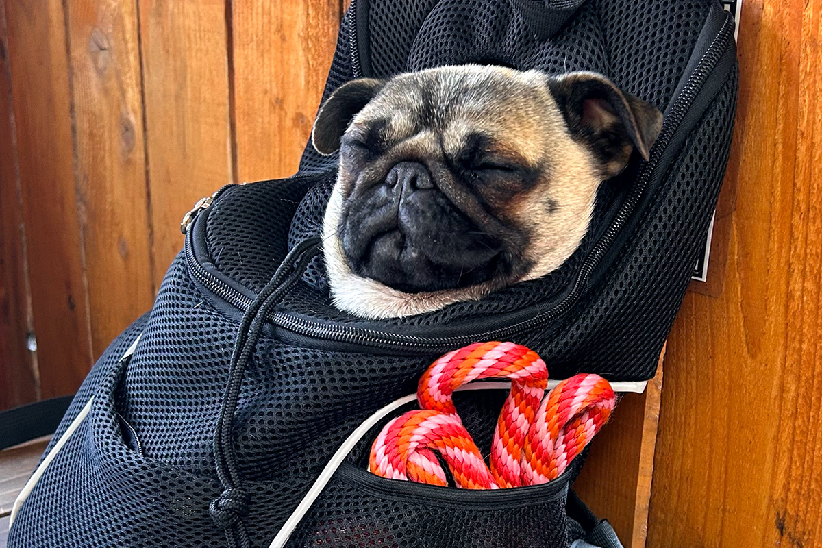 pug sleeping in a carrier at one of the best pet friendly restaurants in Seattle