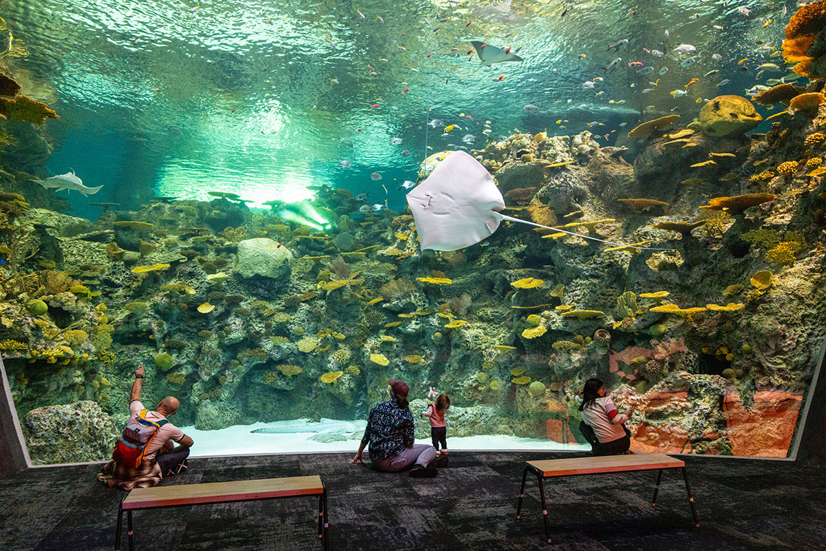 Seattle aquarium, a must-do on a Seattle family vacation