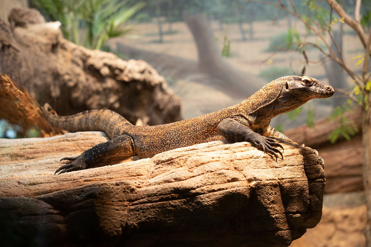 Lizard in a zoo exhibit, a must-visit on a Seattle family vacation